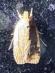 Agonopterix pulvipennella