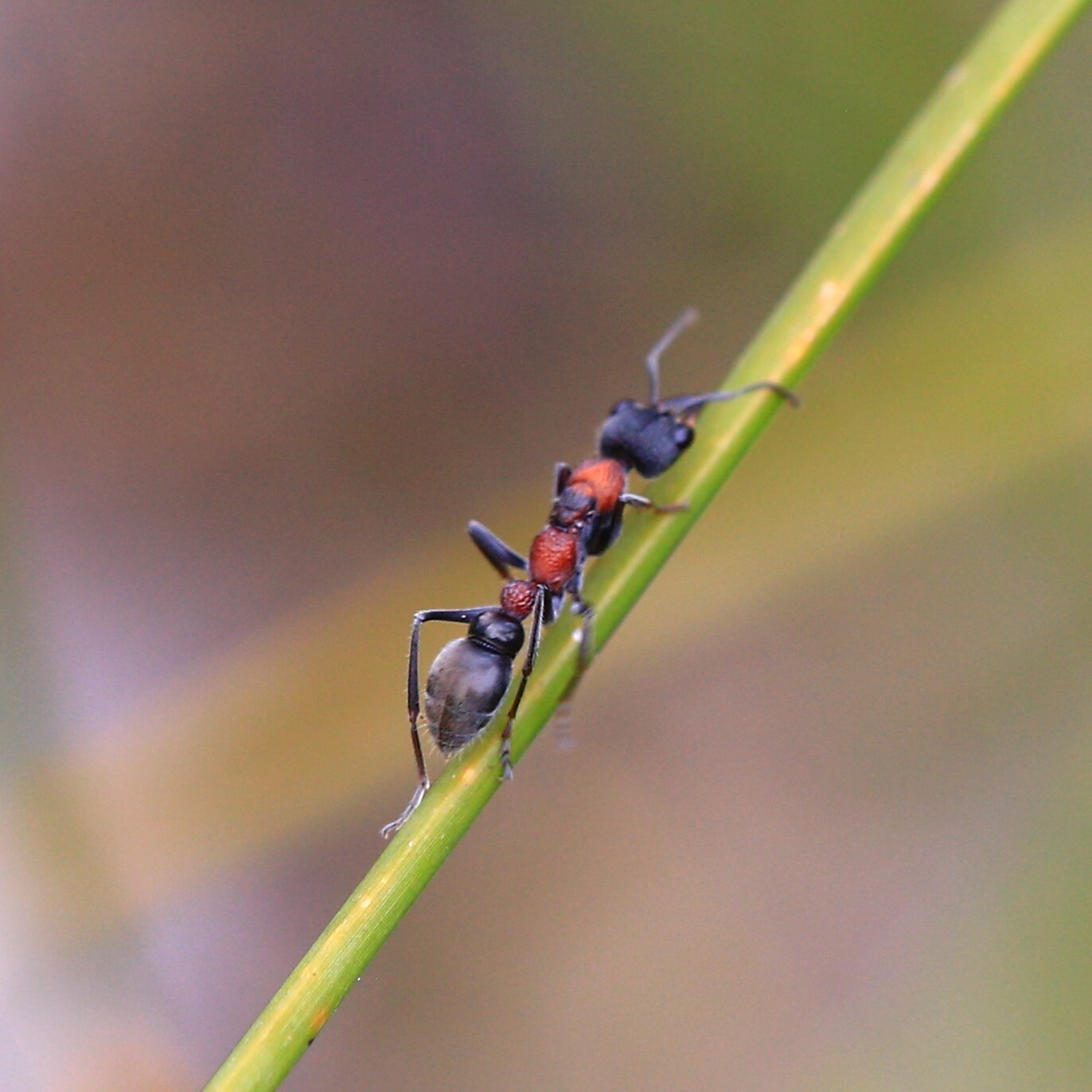 Myrmecia nigra