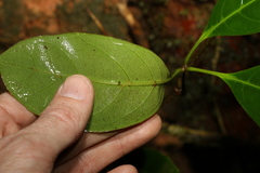 Cissus sterculiifolia