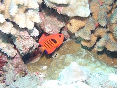 Centropyge loriculus