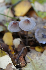 Mycena polygramma