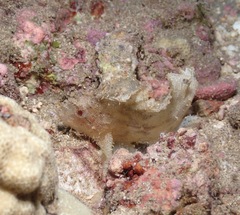 Taenianotus triacanthus