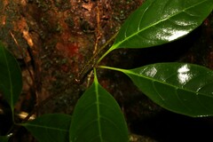 Cissus sterculiifolia