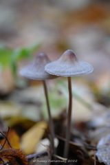 Mycena polygramma