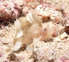 Taenianotus triacanthus