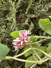 Cynanchum acutum