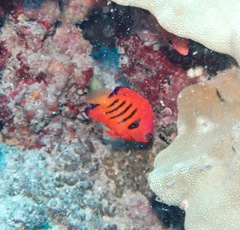 Centropyge loriculus