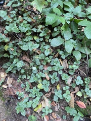 Lamium galeobdolon argentatum