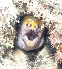 Gymnothorax rueppelliae