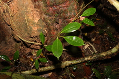Cissus sterculiifolia