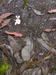 Stylidium androsaceum
