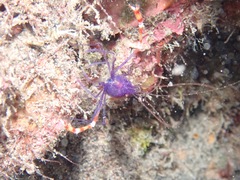 Stenopus tenuirostris