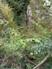 Philadelphus coronarius