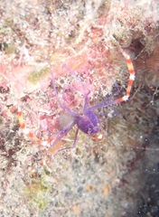 Stenopus tenuirostris