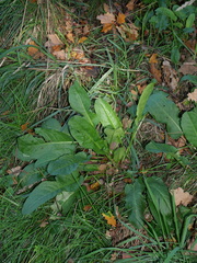 Rumex pulcher