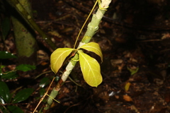 Cissus sterculiifolia