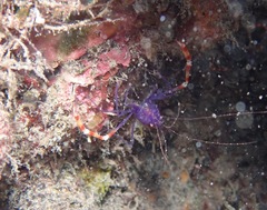 Stenopus tenuirostris