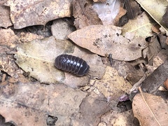 Armadillo officinalis