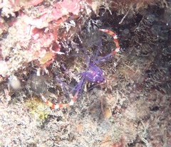 Stenopus tenuirostris