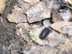 Armadillo officinalis