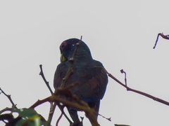Pionus chalcopterus