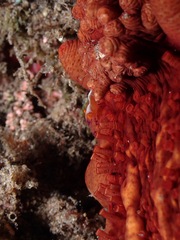 Stichopus pseudohorrens