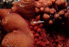 Stichopus pseudohorrens