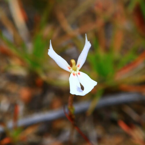 Image of Stylidium emarginatum by (c) Hugo Innes, some rights reserved (CC BY)