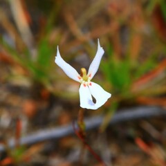 Stylidium emarginatum