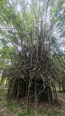 Bambusa sinospinosa