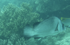 Plectorhinchus gibbosus