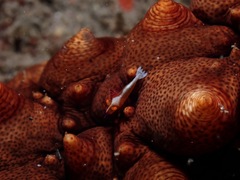 Stichopus pseudohorrens
