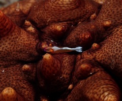 Stichopus pseudohorrens