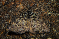 Dichromodes ida