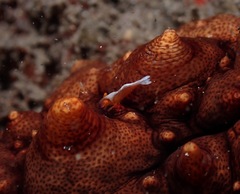 Stichopus pseudohorrens