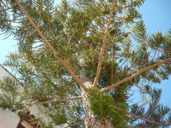 Cupressus sempervirens
