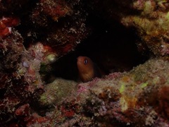 Gymnothorax melatremus