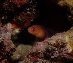 Gymnothorax melatremus
