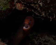 Gymnothorax melatremus