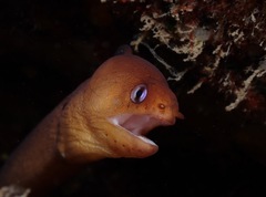 Gymnothorax melatremus
