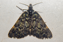 Dichromodes ida