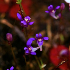 Utricularia violacea