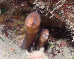 Gymnothorax melatremus
