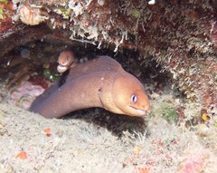 Gymnothorax melatremus