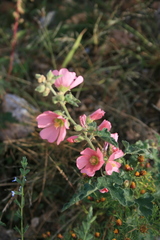 Sphaeralcea angustifolia