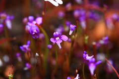 Utricularia violacea