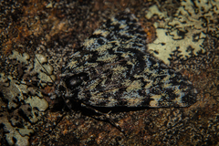 Dichromodes ida