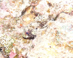 Dendrochirus barberi