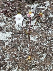 Stylidium androsaceum