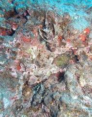 Dendrochirus barberi